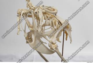 Photo Textures of Hen Skeleton